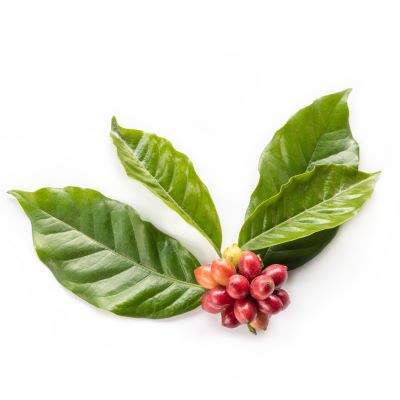 Robusta-Kaffee